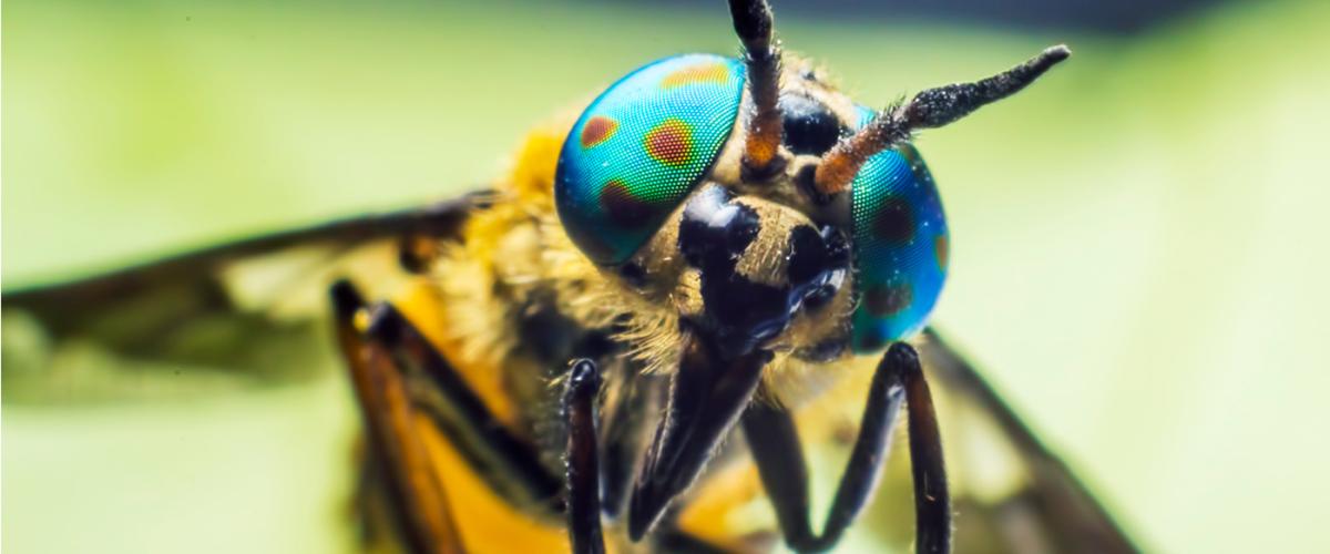 insect