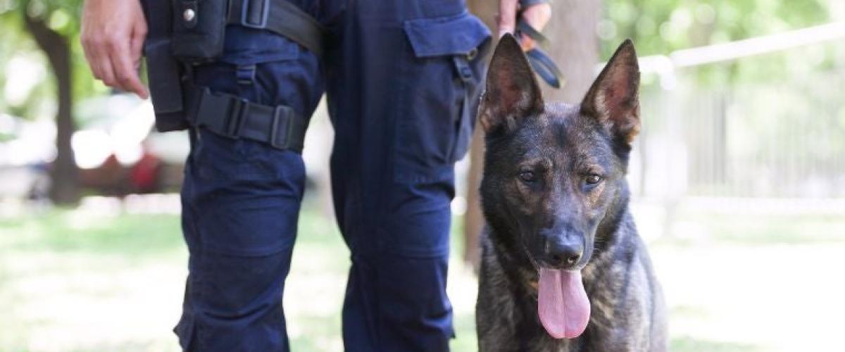 k9-security