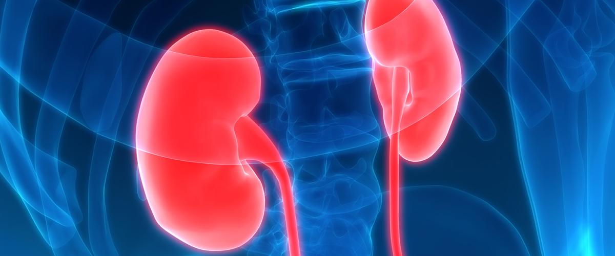 kidneys