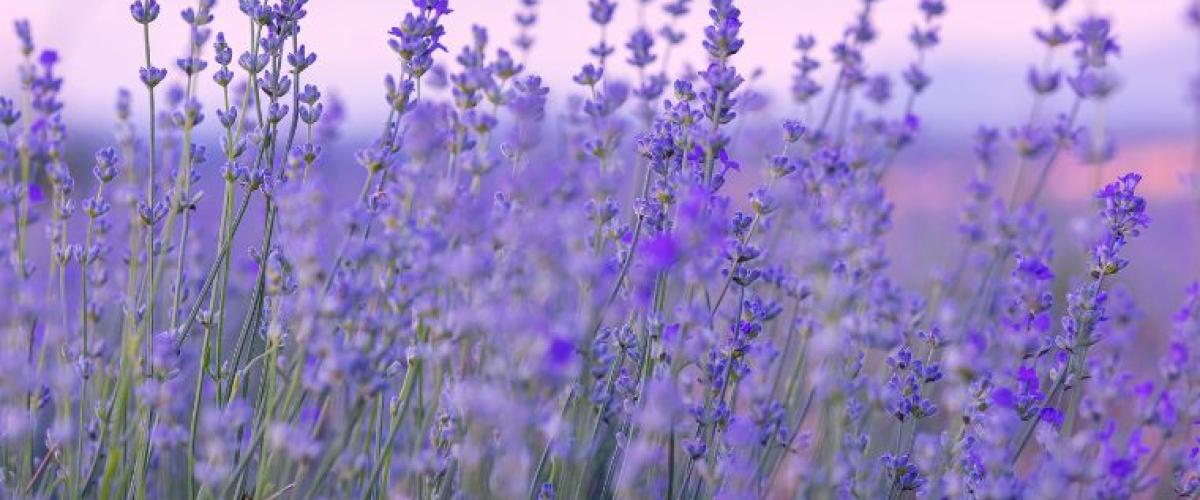 lavender