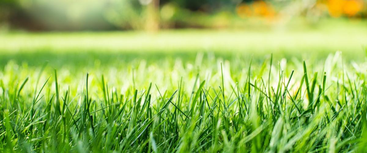 lawn