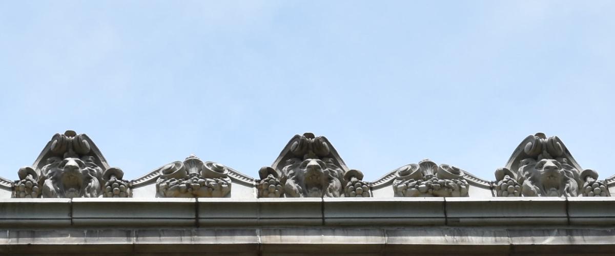 lions