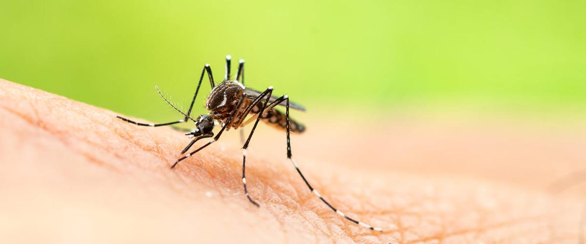 mosquito