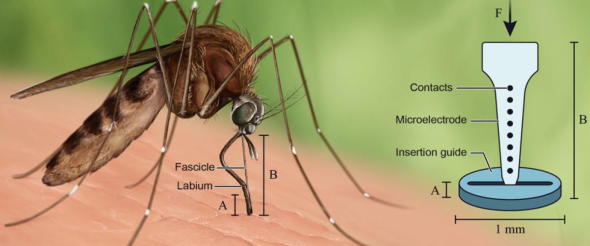mosquito_final