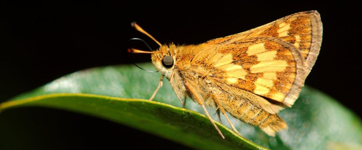 moth