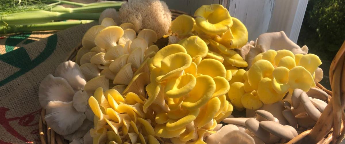 mushrooms