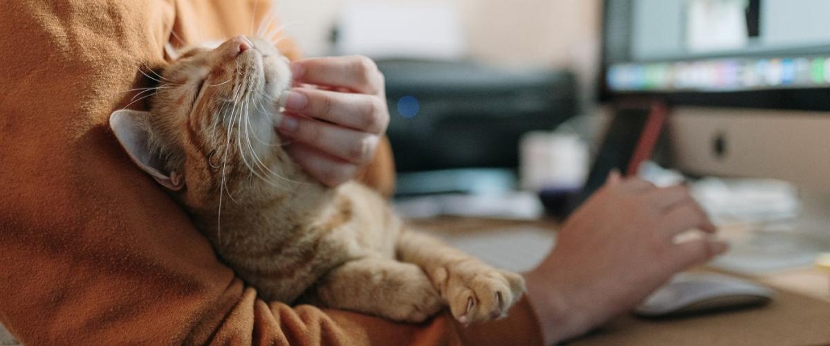pet