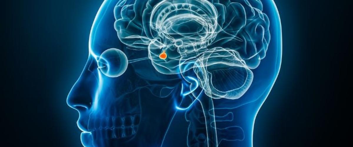 pituitary-gland-illustrations
