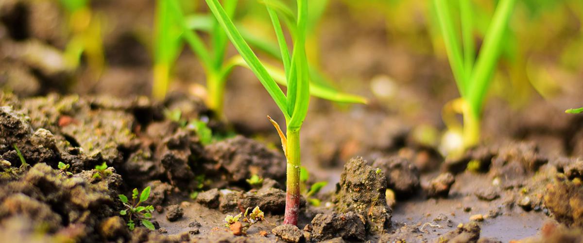 plants