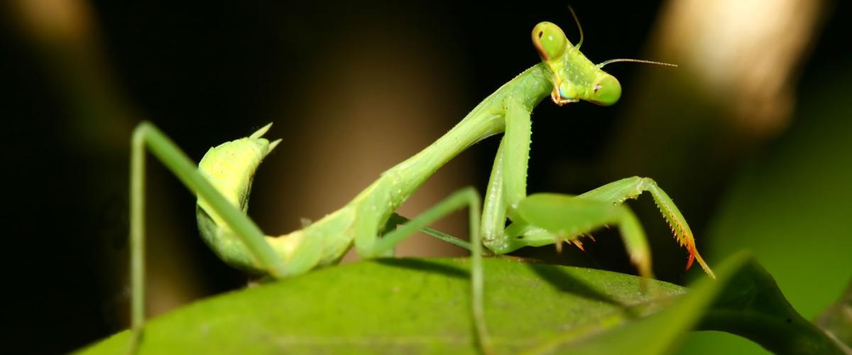 praying-mantis