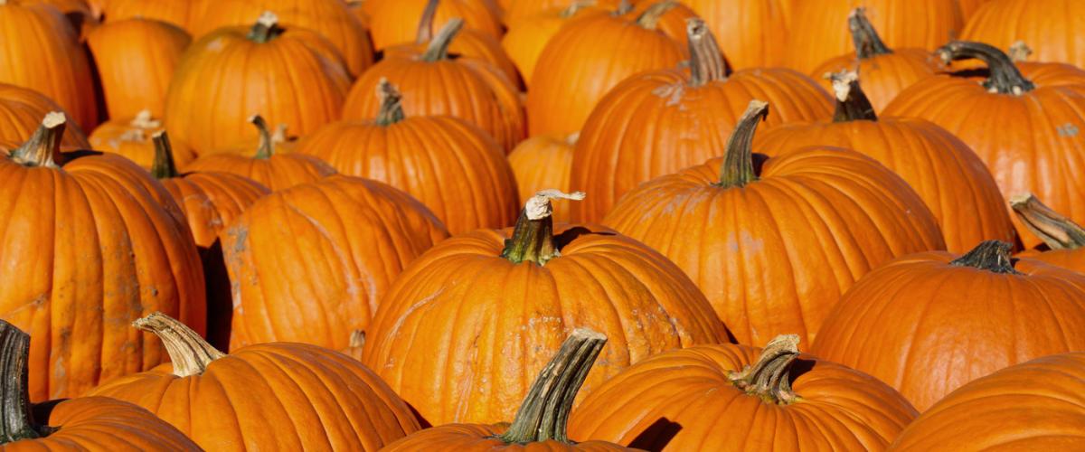 pumpkins
