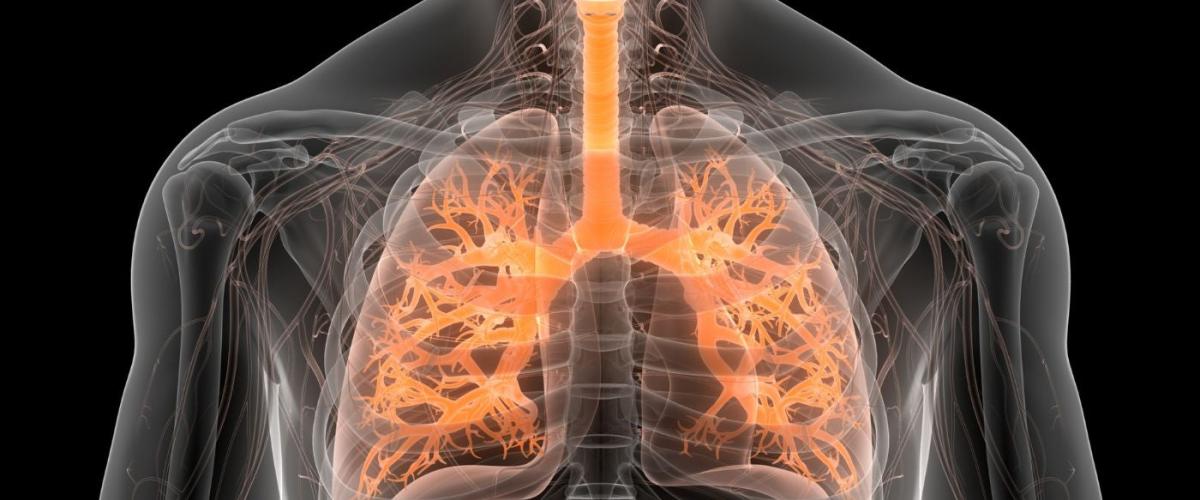 respiratory-system