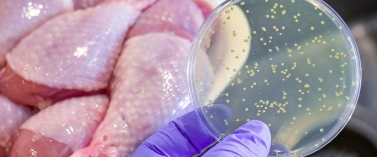 salmonella-outbreak