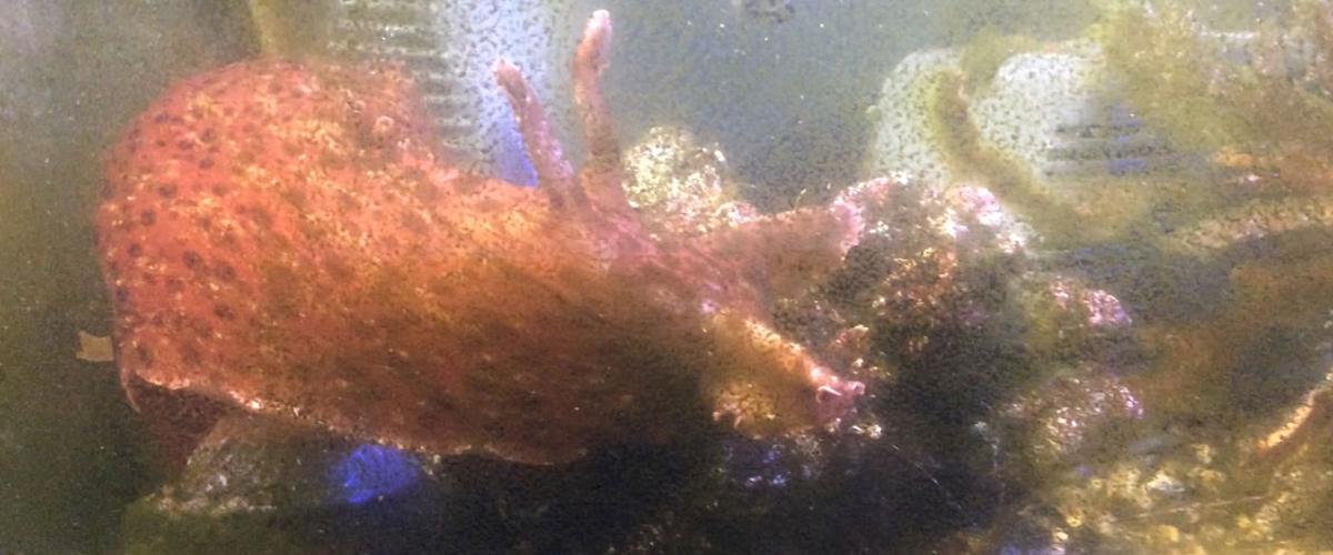 sea_sluig