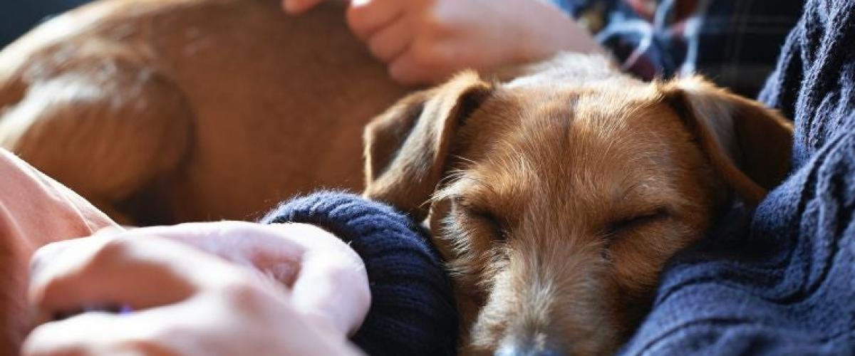 sleeping-dog-1