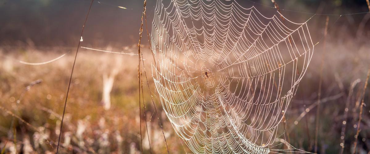 spider-silk