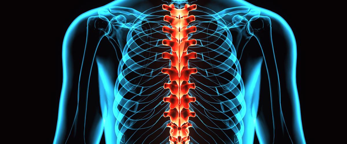 spinal-cord-feat