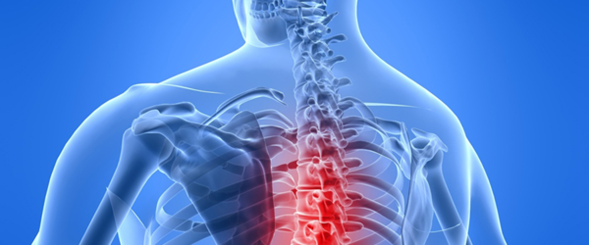 spinalcord