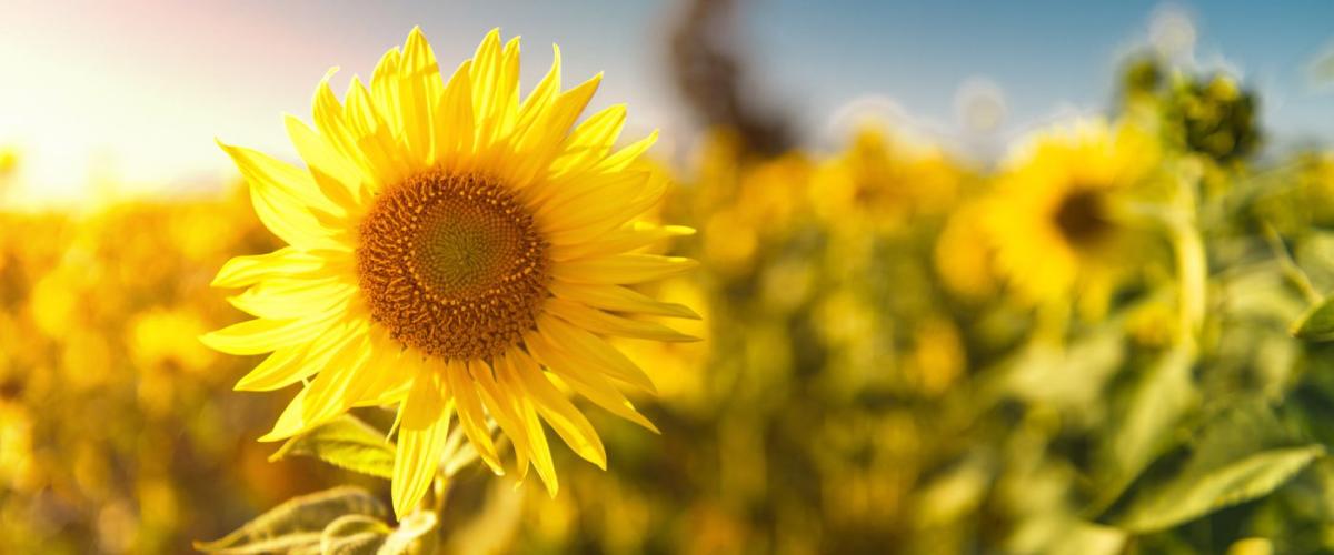 sunflower