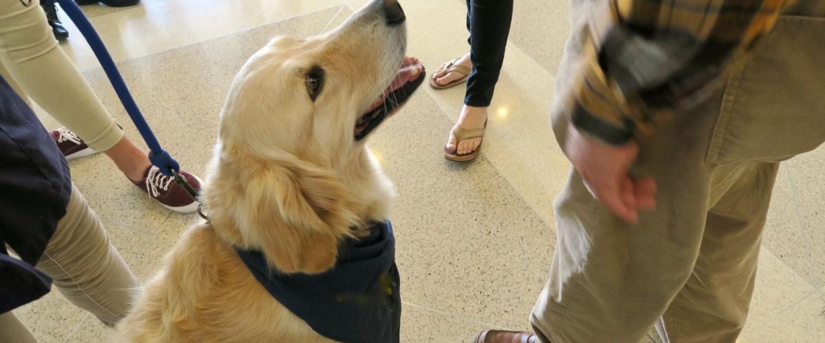 therapy-dog