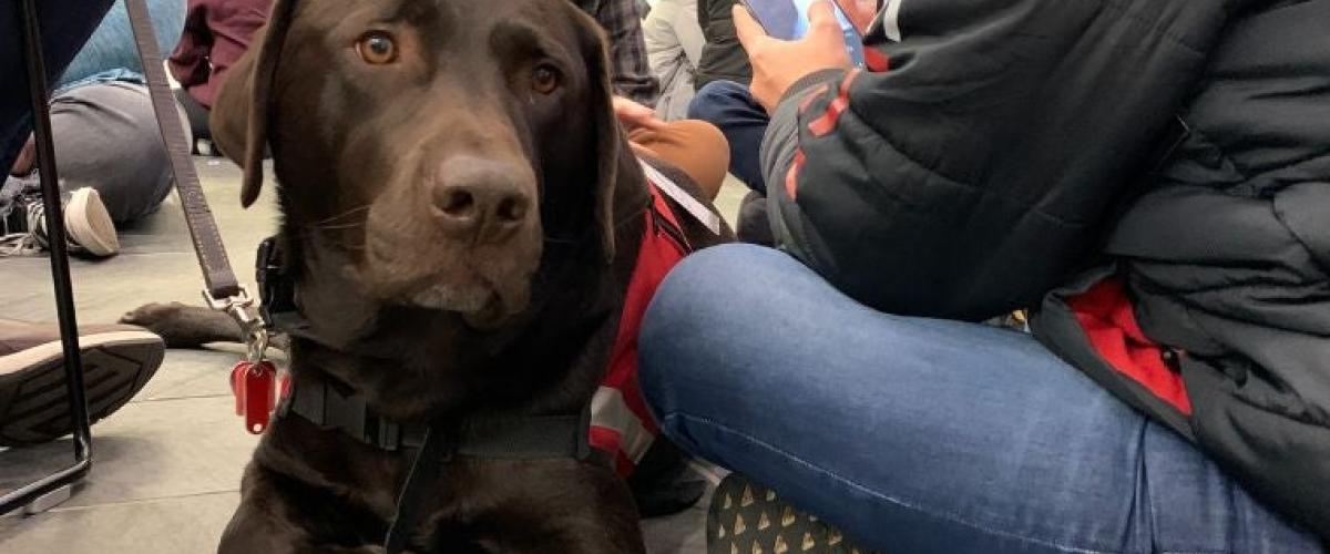 therapy-dogs-1