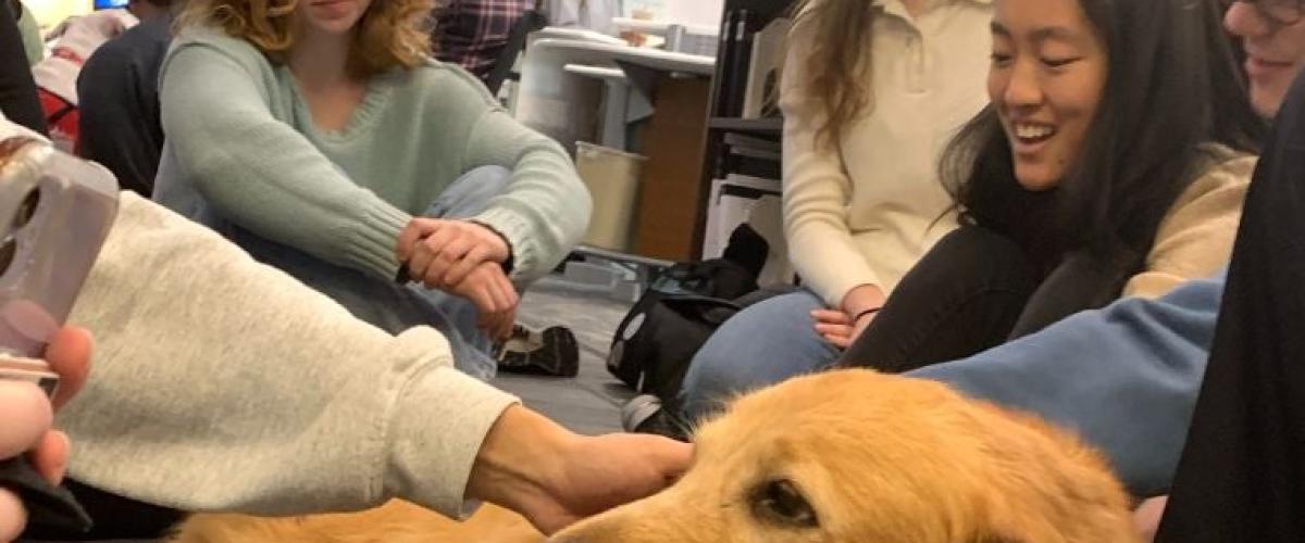therapy-dogs
