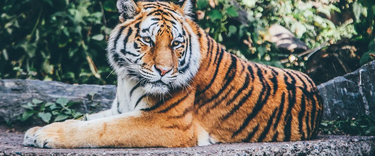 tiger