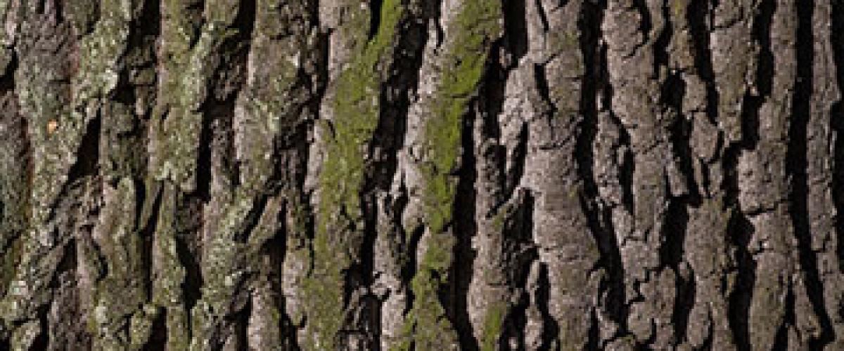 tree-bark