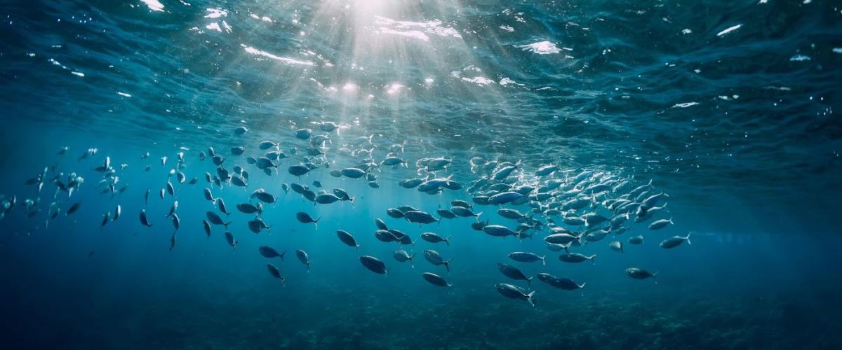 underwater-view