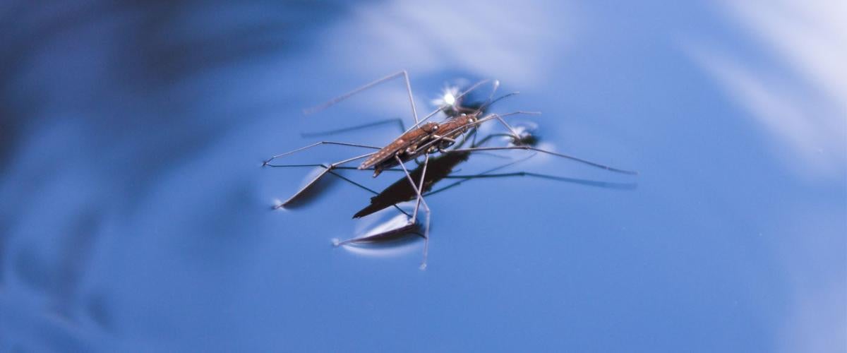 water-strider-feat