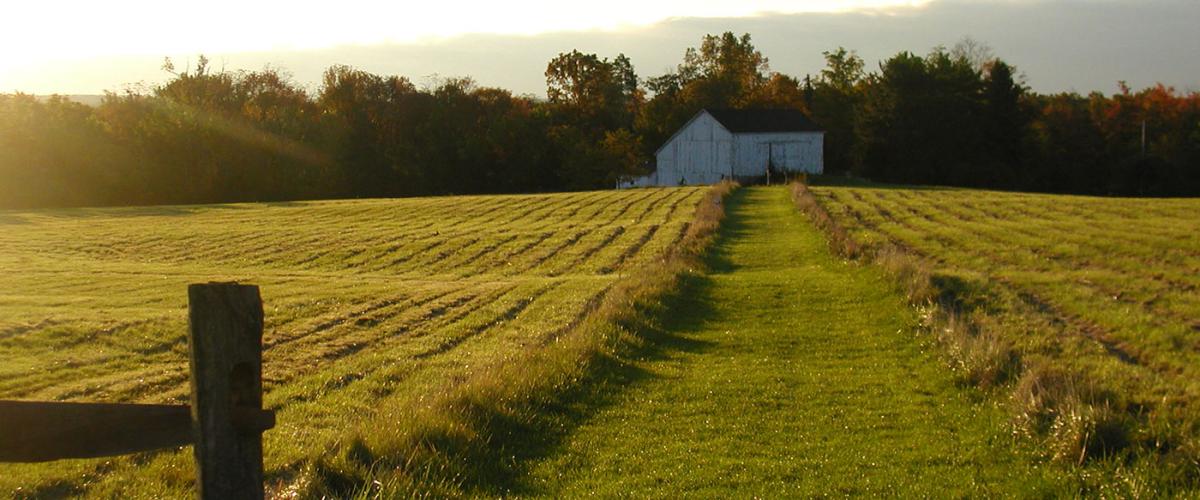 white-barn