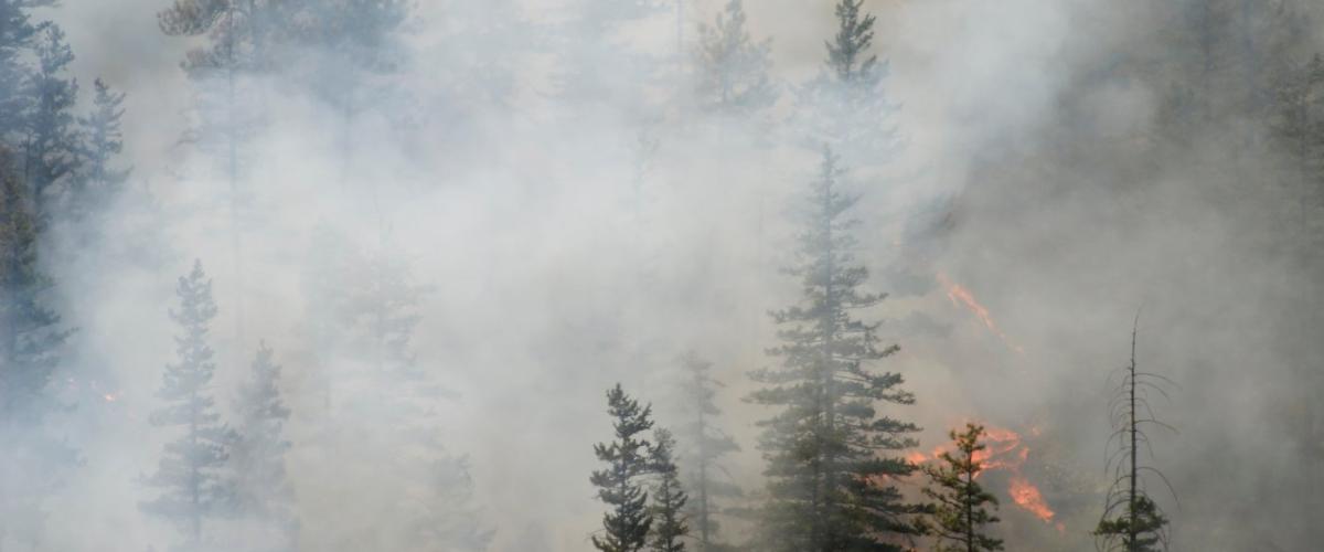 wildfire