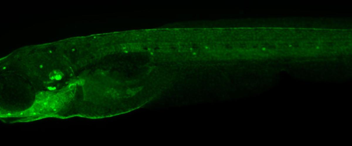 zebrfish_green