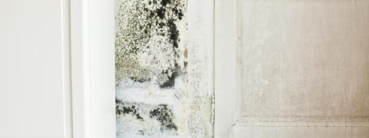 Mold