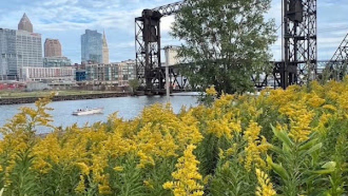 Cleveland bridge with flower field