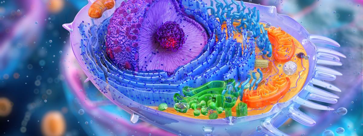 3D illustration of a human cell structure.