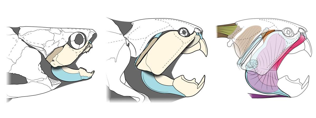 Photo illustrations demonstrating the jaw and muscle anatomy of Dunkleosteus compared to a typical arthrodire