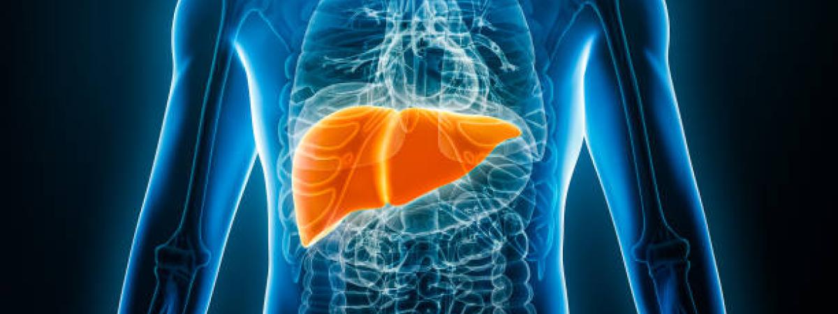 liver anatomy in body 