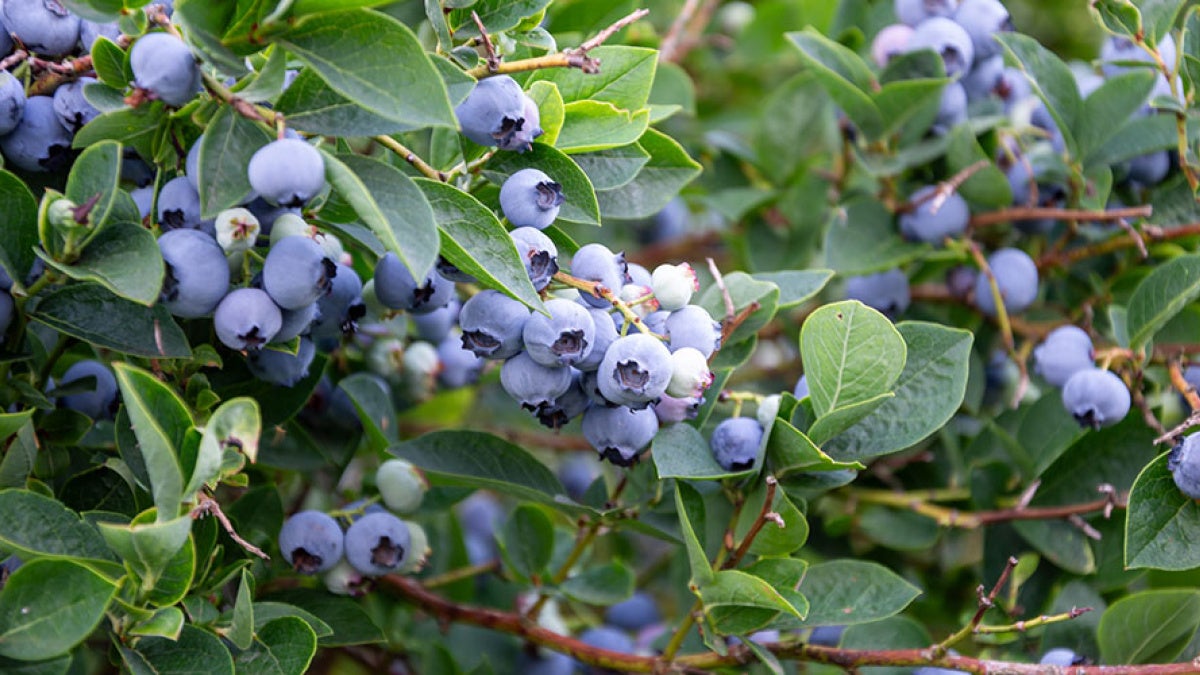Photo of blueberries growing on a bush
