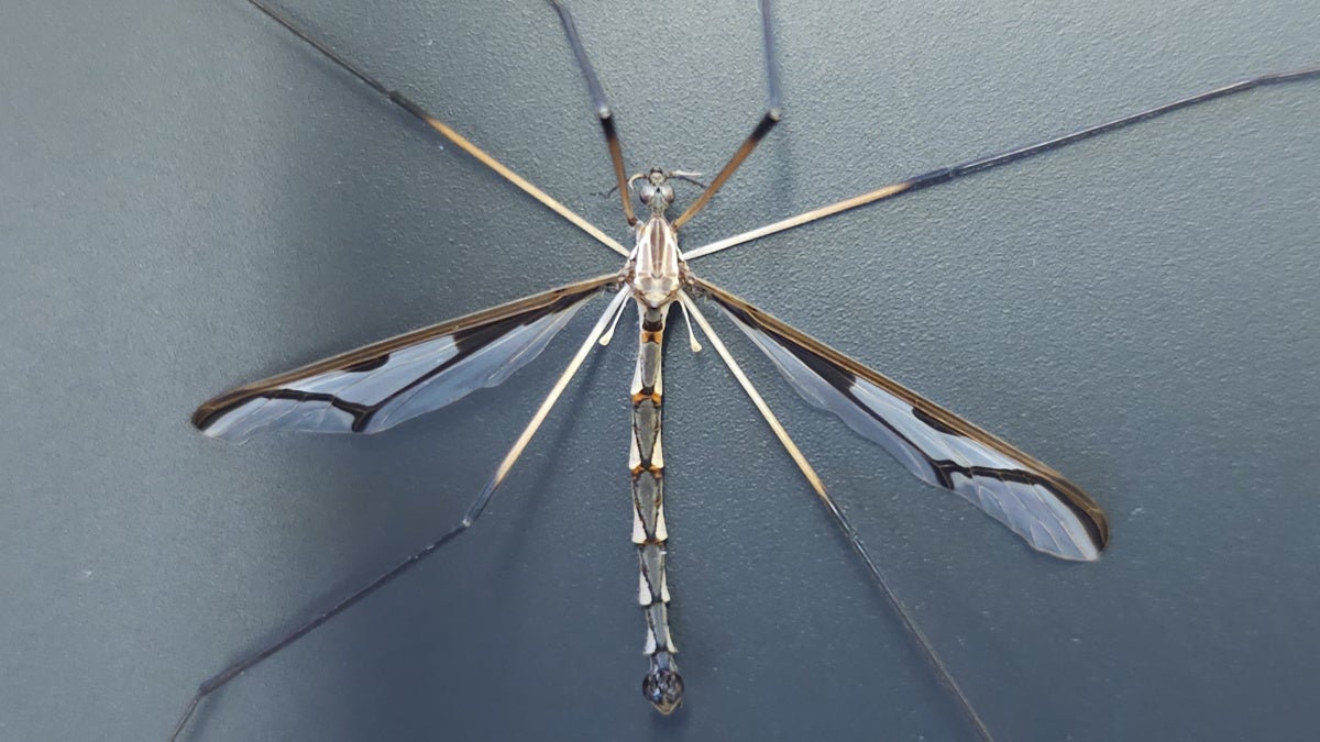 Photo of a crane fly.