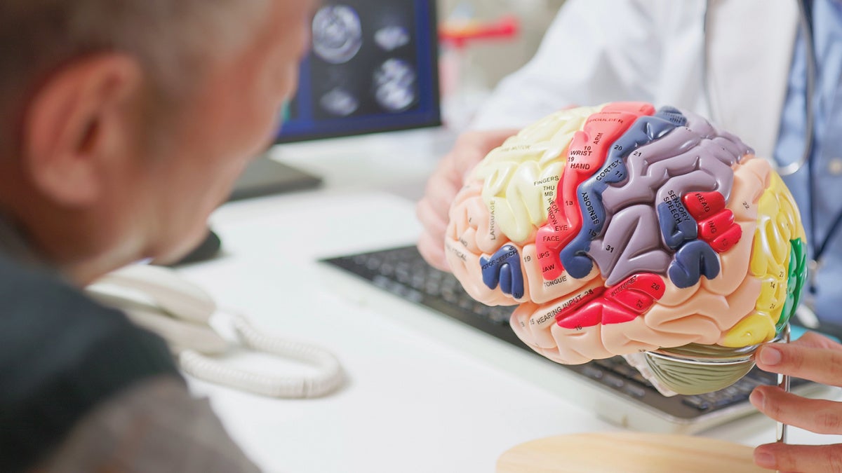 A doctor in a white coat shows a colorful anatomical brain model to an older man in an office setting, conveying a tone of education and care.