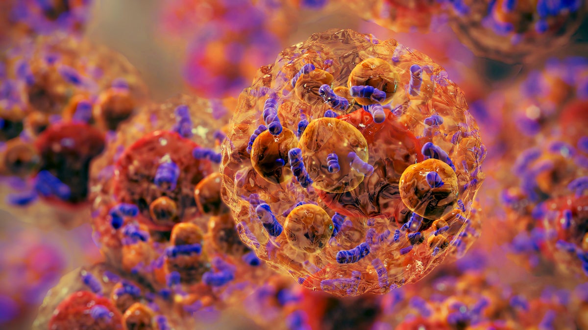 Image of brown fat cells