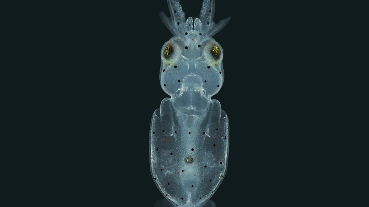 squid illuminated on black background