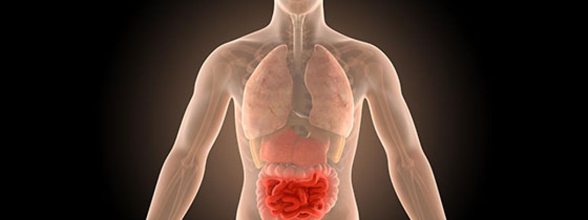 3d-illustration-human-body-crohns-intestines-infection-news