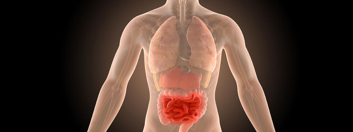 3d-illustration-human-body-crohns-intestines-infection