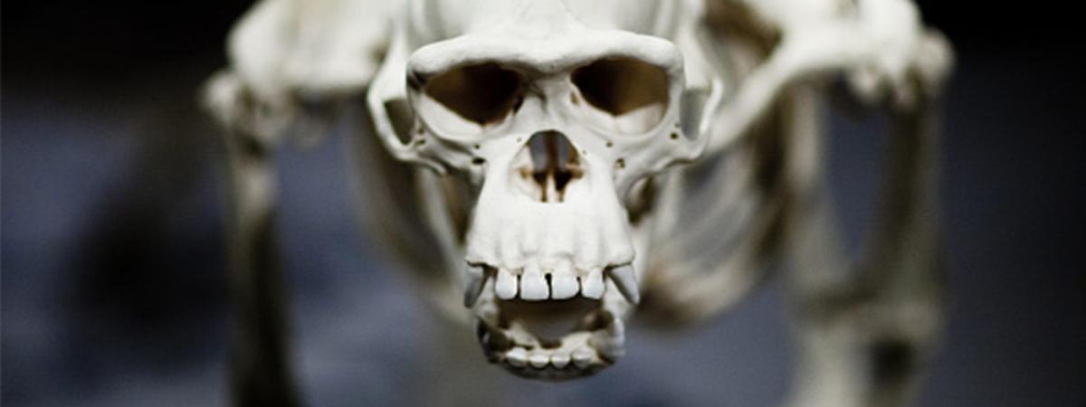 Ape