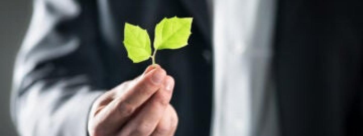 Hand holding leaves