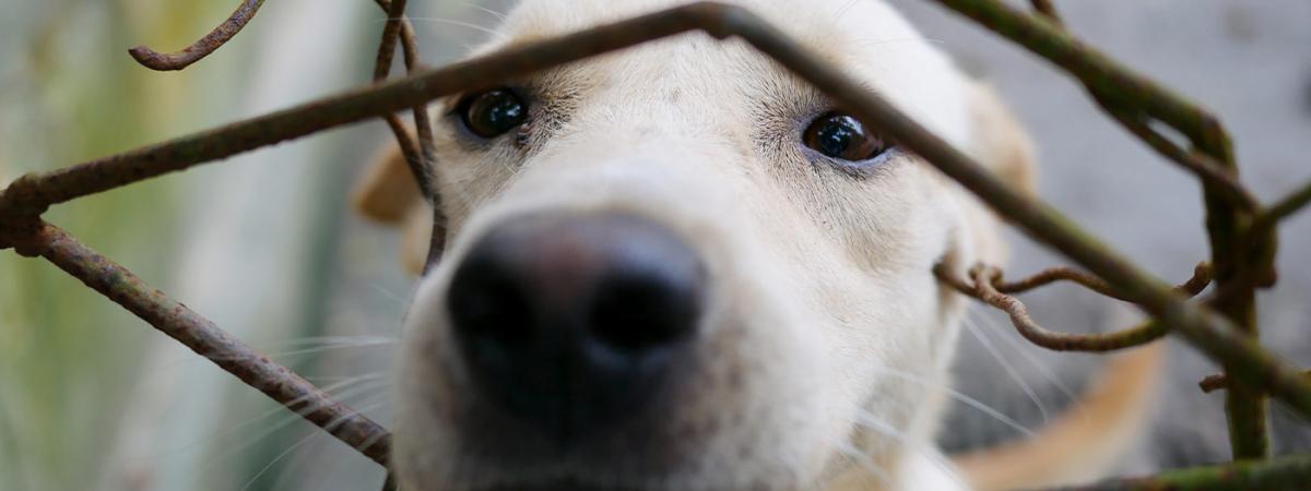 Puppy
