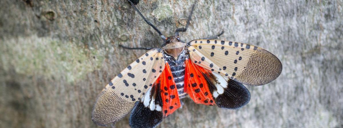 Spotted-lanternfly