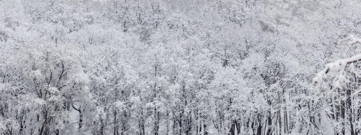 Winter-blues